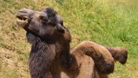 Close up of camel Stock Footage 253574014