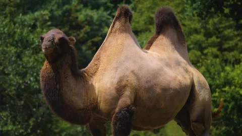 Close up of camel Stock Footage 253576056