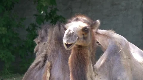 Close-up of a camel with a green background, showing its expressive face an.. Stock Footage 282880838