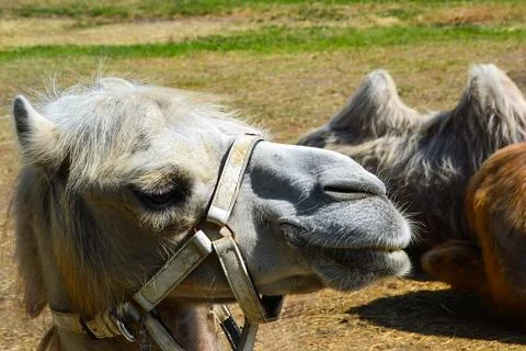 Close-up with a camel with a harness on its head Stock Photos