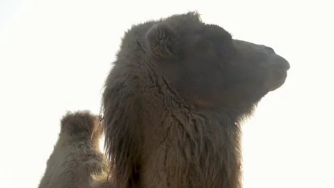 Close-up of a camel head and neck, backlit by the bright sun against a whit.. Stock Footage 321682536