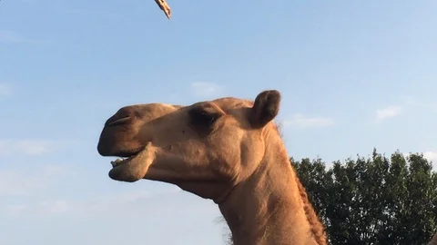 Close up of a camel head chewing Stock Footage 94390500