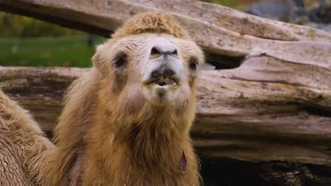 Close up of camel head chewing Stock Footage 257266045