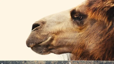 Close-up of a camel head Stock Footage 86561891
