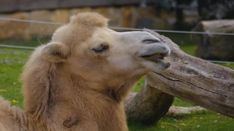 Close up camel heads Stock Footage 252548046