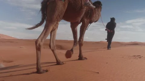 Close up of camel legs walking through Sahara desert, Merzouga, Morocco Video stock 191010230