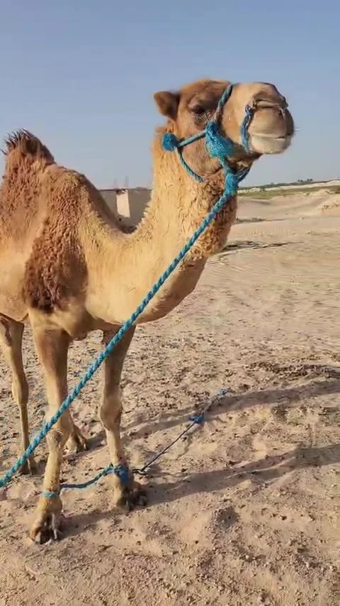 Close up of a camel looking at the camera with a side eye expression Stock Footage 340213843