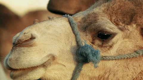 Close up of a camel in Morocco Stock-Footage 38018396