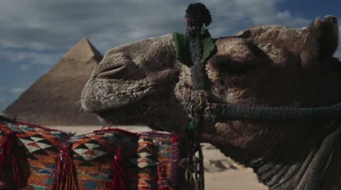 Close up camel next to Giza Pyramids Stock Footage 49314431