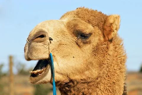 Close up of camel Stock Photos