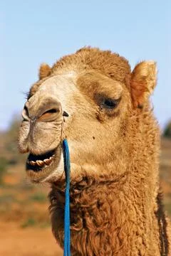 Close up of camel Stock Photos