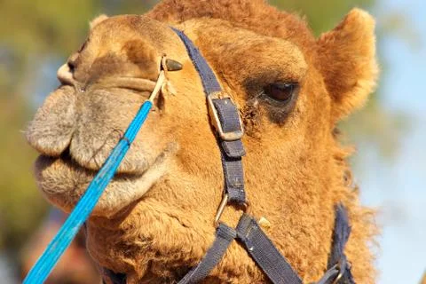 Close up of a camel Stock Photos