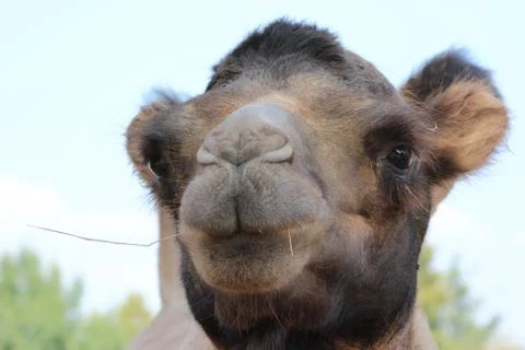 Close up of camel Stock Photos