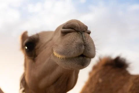 Close-up of a camel Stock Photos