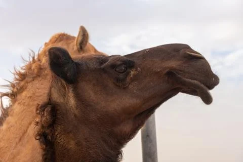 Close-up of a camel Stock Photos