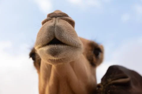 Close-up of a camel Stock-Fotos