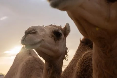 Close-up of a camel Foto stock