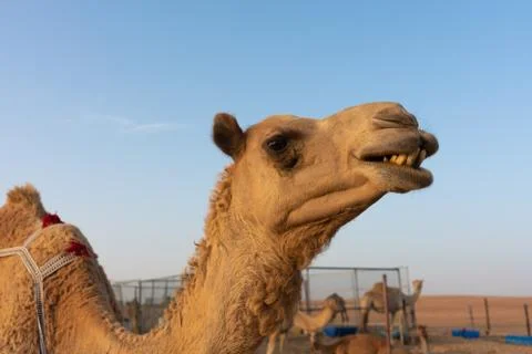 Close-up of a camel Stock Photos