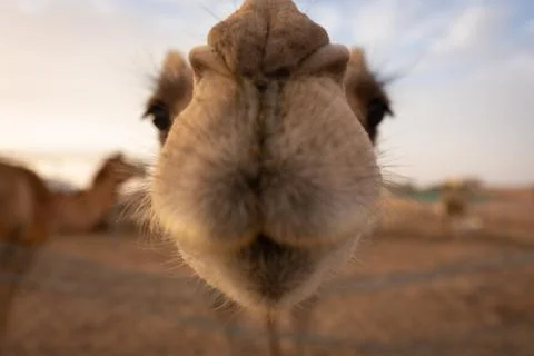 Close-up of a camel Stock Photos