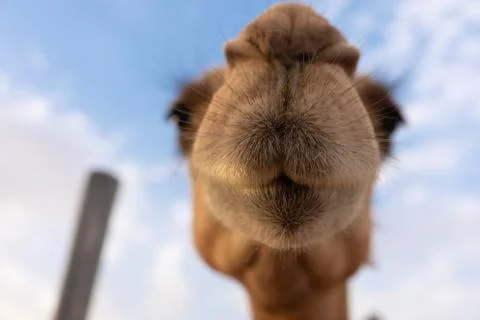 Close-up of a camel Stock Photos