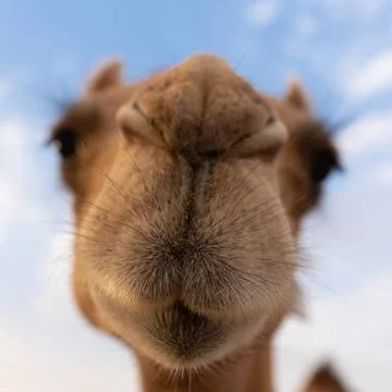 Close-up of a camel Stock Photos