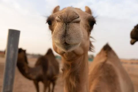 Close-up of a camel Foto stock