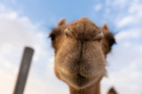 Close-up of a camel Stock Photos