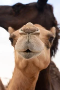 Close-up of a camel Stock Photos