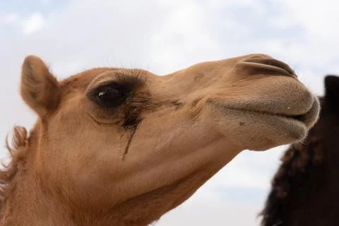 Close-up of a camel Stock Photos