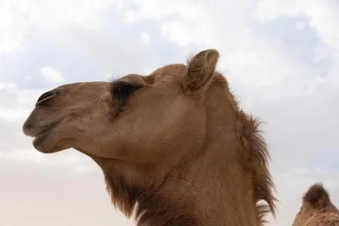 Close-up of a camel Stock Photos