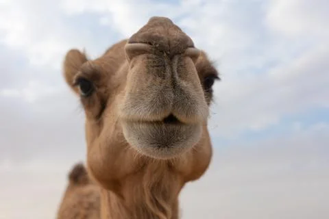 Close-up of a camel Foto stock