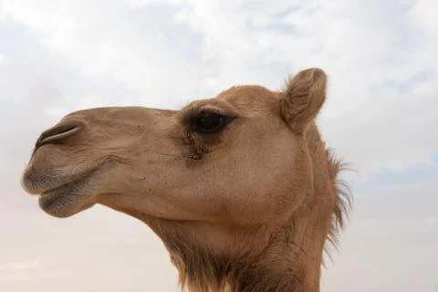Close-up of a camel Stock Photos