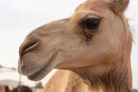 Close-up of a camel Foto stock