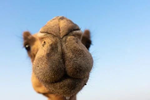 Close-up of a camel Stock Photos