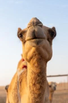 Close-up of a camel Stock Photos