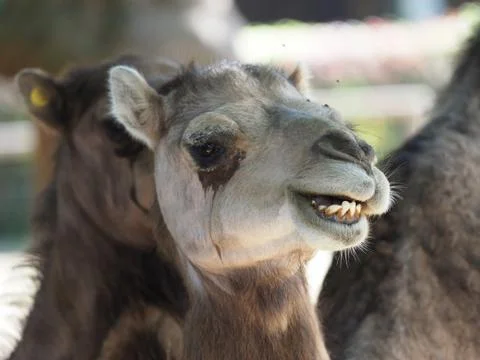 Close up of a camel. Stock Photos