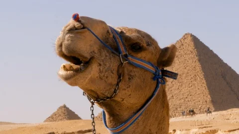 Close-up of a camel with the Pyramids of Giza in the background. Two shots Stock Footage 96216552
