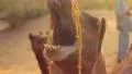 Close-up of camel ruminating and yawning among sand dunes HD Footage