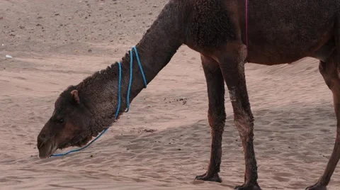 Close up of Camel in Sahara desert Stock Footage 58315354