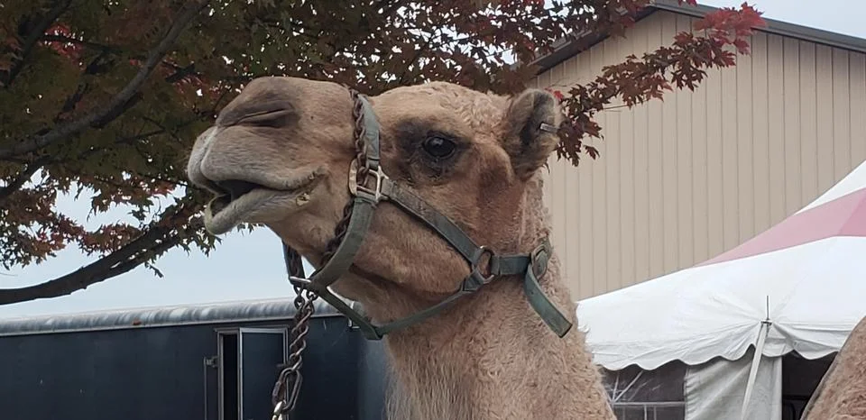 Close up of a camel smiling Stock Photos