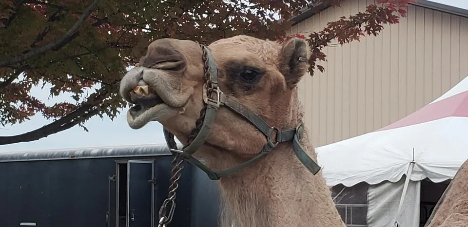 Close up of a camel smiling while showing its teeth Stock Photos