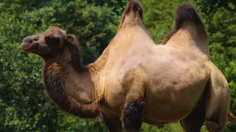 Close up of camel standing Stock Footage 253575930