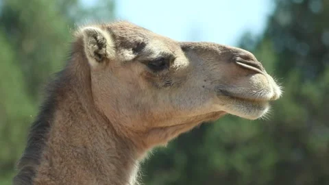 Close up camel staring Stock Footage 238628074