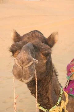 Close up of camel in Thar desert Foto stock