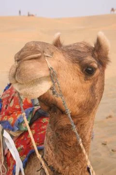 Close up of camel in Thar desert Foto stock