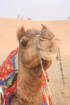 Close up of camel in Thar desert Foto stock