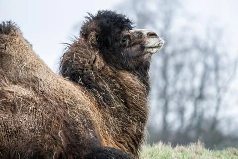 Close Up Of A Camel With Trees In The Background Foto stock