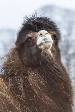Close Up Of A Camel With Trees In The Background Stock Photos