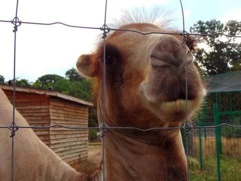 Close up of a camel at zoo Stockfoto's