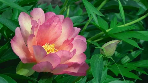 Close-up of camellia Flower Stock Footage 115942206
